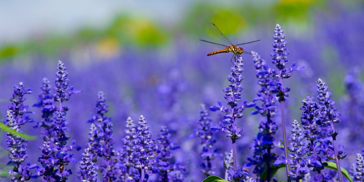 Lavender plants with dragonfly
